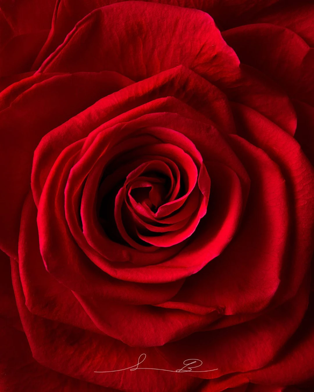 Roses